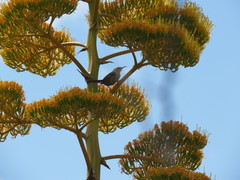 Campylorhynchus jocosus