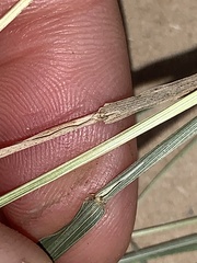 Microlaena stipoides stipoides