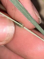 Microlaena stipoides stipoides