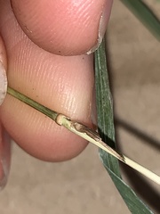 Microlaena stipoides stipoides