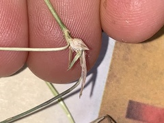 Microlaena stipoides stipoides