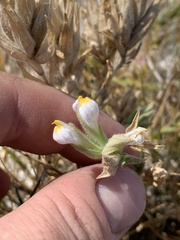 Chloropyron maritimum canescens