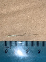 Microlaena stipoides stipoides