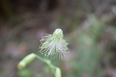 Silene chihuahuensis