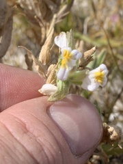 Chloropyron maritimum canescens
