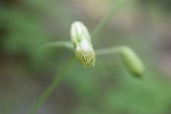 Silene chihuahuensis