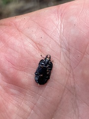 Hololepta