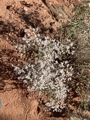 Eriogonum corymbosum