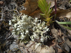 Cladonia convoluta