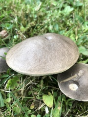 Leccinum snellii