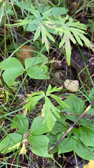 Aconitum delphiniifolium