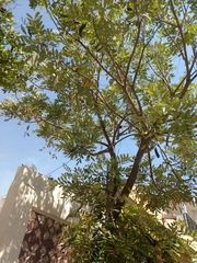 Simarouba amara