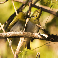 Zosterops palpebrosus