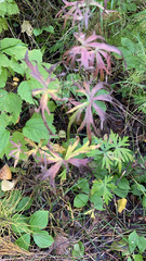 Aconitum delphiniifolium