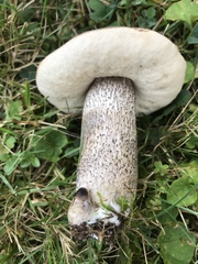 Leccinum snellii