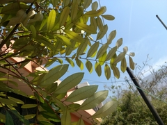 Simarouba amara