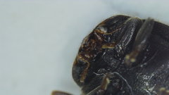 Rhyzobius forestieri