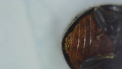 Rhyzobius forestieri