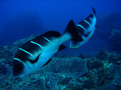 Plectorhinchus playfairi