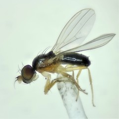 Mumetopia occipitalis