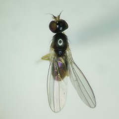 Mumetopia occipitalis