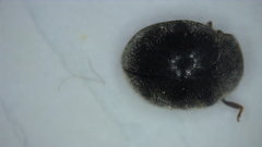 Rhyzobius forestieri