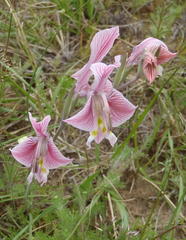 Gladiolus virescens