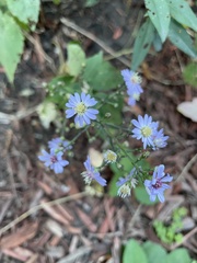 Symphyotrichum