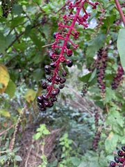 Phytolacca americana