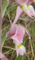 Gladiolus virescens