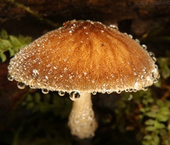 Pluteus granularis