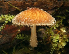 Pluteus granularis