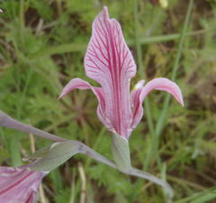 Gladiolus virescens