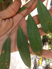 Simarouba amara