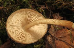 Pluteus granularis