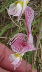 Gladiolus virescens