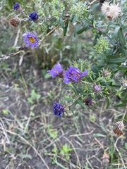Symphyotrichum novae-angliae