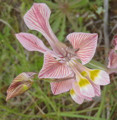 Gladiolus virescens