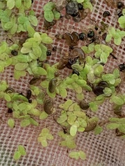 Colligyrus depressus