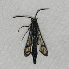 Synanthedon
