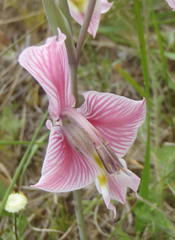Gladiolus virescens