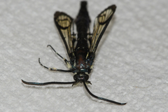 Synanthedon