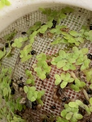 Colligyrus depressus