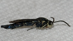 Synanthedon