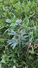 Artemisia vulgaris