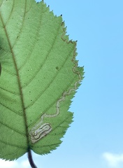 Stigmella lemniscella