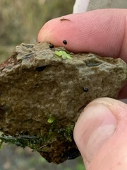 Colligyrus depressus