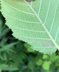 Stigmella lemniscella