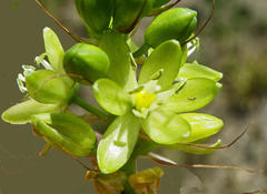 Albuca virens virens