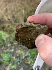 Colligyrus depressus